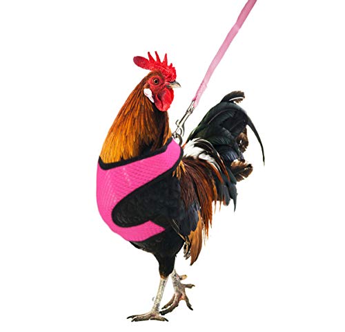 Arnés ajustable para pollo YUEPET con correa elástica, cómodo y transpirable para mascotas, para paseo, gallina de pato y gallina, pequeño