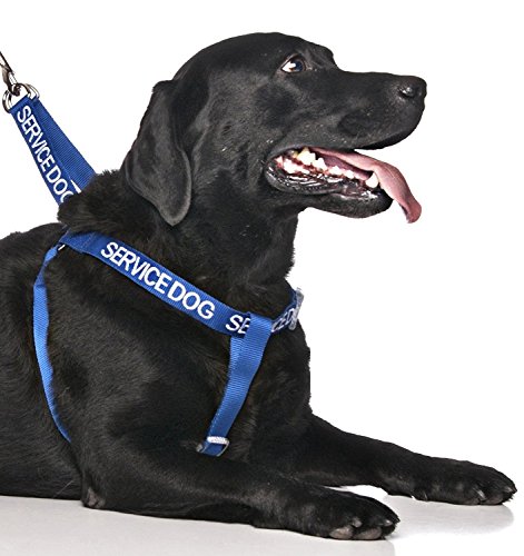 Arnés para perro de servicio (no molestar/perro está trabajando) con código de color azul, sin tirar, L-XL, evita accidentes por advertencia a otros de su perro por adelantado.