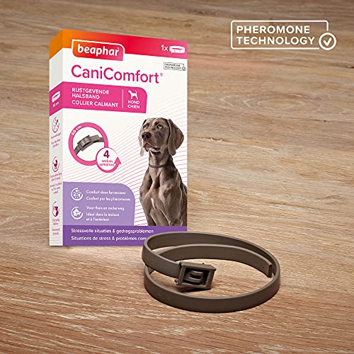 Beaphar CANICOMFORT - Collar calmante de feromonas para Perros - Reduce el estrés y el Comportamiento no Deseado sin dependencia ni somnolencia - Listo para Usar - 1 Collar de 65 cm