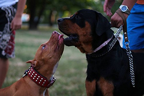 Bestia '' Star '' Collar de Perro de Cuero Genuino con Tachuelas