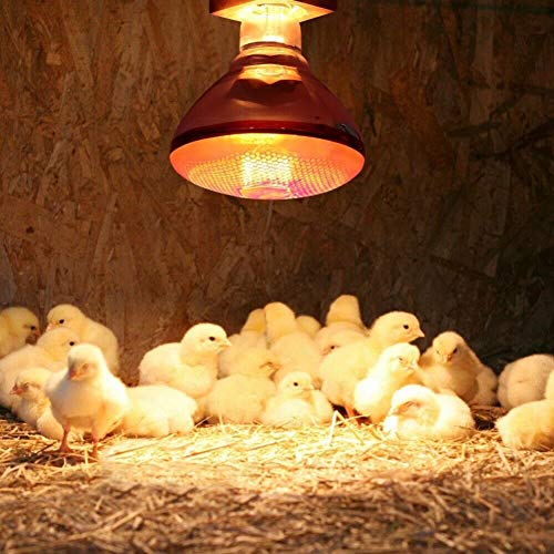 BestSiller Lámpara de calor infrarrojo de 250 W, resistente al agua, luz antiexplosión, bombillas de calentamiento rojo engrosadas para lechón pollo pato aves
