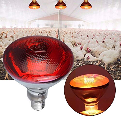 BestSiller Lámpara de calor infrarrojo de 250 W, resistente al agua, luz antiexplosión, bombillas de calentamiento rojo engrosadas para lechón pollo pato aves