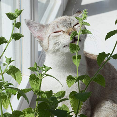 Bola de hierba gatera para jugar: 2x juguete de hierba gatera premium para gatos de menta gatuna seca – Fascinante juguete de gatos con menta gatuna – Juguete gato – Bola catnip gato PRETTY KITTY