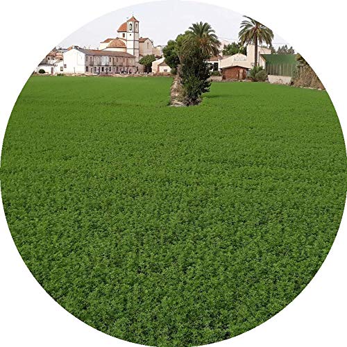 Book-A-Bale 3 kg Heno de Alfalfa de Calidad - Fresco Directamente del Agricultor en España