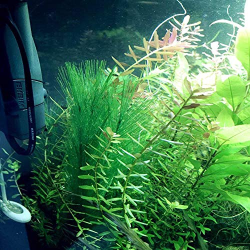 Bopfimer Decoración de acuario artificial verde agua plantas de seda telas de plástico, no tóxico y seguro para todos los peces y animales domésticos.