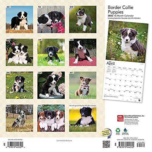 Border Collie Puppies 2022 - Calendario de pared cuadrado mensual de 12 x 12 pulgadas, animales razas de perros Collie Puppy DogDays