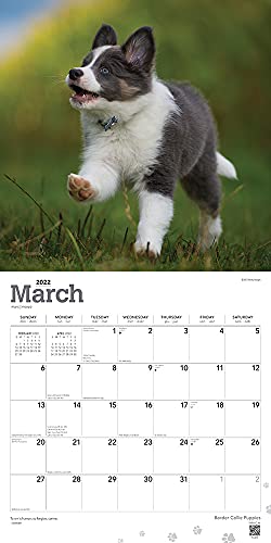Border Collie Puppies 2022 - Calendario de pared cuadrado mensual de 12 x 12 pulgadas, animales razas de perros Collie Puppy DogDays