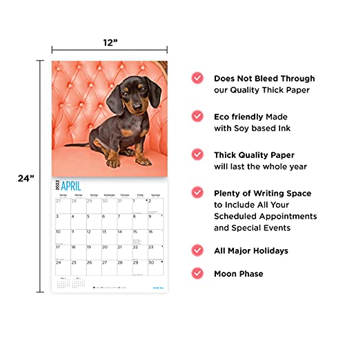 Bright Day - Calendario de pared para cachorros de salchicha (2022, 30,5 x 30,5 cm), diseño de perro
