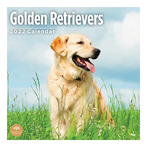 Calendario de pared Golden Retrievers 2022 por Bright Day, 30,5 x 30,5 cm, bonito cachorro de perro