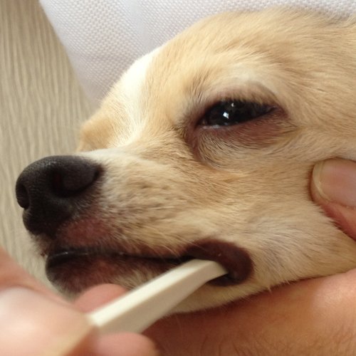 Cepillo de dientes para perros de raza de juguete fácil de usar hecho en Japón Kenko care by Mind Up (Micro Head)