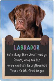 Chocolate Labrador 3d signo
