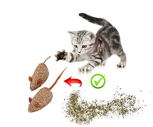 DIVADIS Hierba Gatera para Gatos Catnip Natural de Cultivo Ecológico - 80 ml