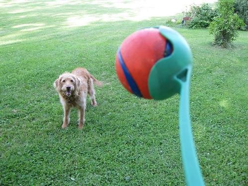 Ducomi® - Lanzador de pelotas de tenis para perro - Modelo: Poundium