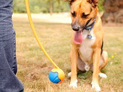 Ducomi® - Lanzador de pelotas de tenis para perro - Modelo: Poundium
