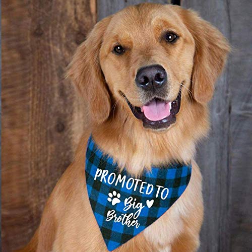 easycozy - Pañuelo para perro con diseño de cuadros azules de Big Brother, diseño de género, para revelar fotos, triángulo, bufandas para mascotas, bufandas para mascotas, regalo del propietario