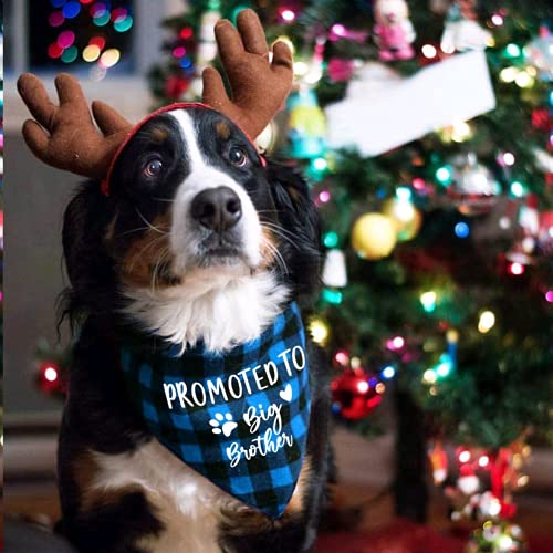 easycozy - Pañuelo para perro con diseño de cuadros azules de Big Brother, diseño de género, para revelar fotos, triángulo, bufandas para mascotas, bufandas para mascotas, regalo del propietario