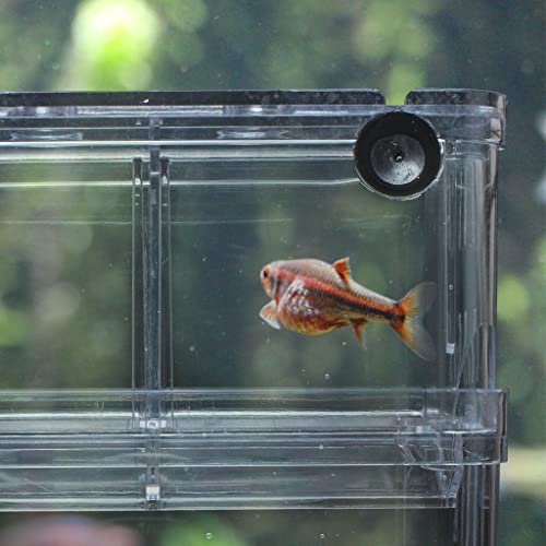 EFORCAR 1pcs Cajas de cría de peces guppys dobles Eclosión Incubadora de aislamiento tanques de acrílico Mini acuario duradero (Grande)