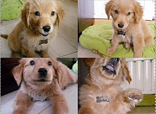 Etiqueta para perro con forma de hueso,10 Piezas Placas de identificación Perro Etiquetas del Mascotas Forma de Huesoidentificación Perro Etiquetas del Mascotas(38 mm)