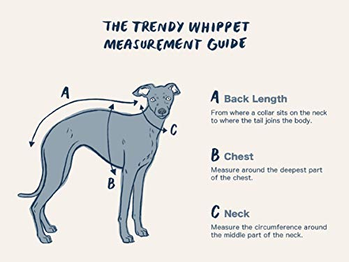 Exclusivos collares anchos acolchados de piel de oveja negra y ante suave – Whippet, galgo, Lurcher y perro italiano Saluki Sighthound (grande)