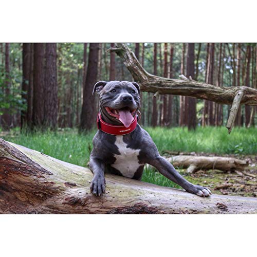 EzyDog Neo Wide - Collar De Perro Extra Ancho - Modelo Premium con Acolchado y Accesorio para La Identificación del Perro - Collares para Perros - Neopreno, Reflectante (L, Camuflado Verde)