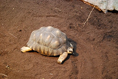 Floragard Sustrato para tortuga y terrario 20 l natural para reptiles