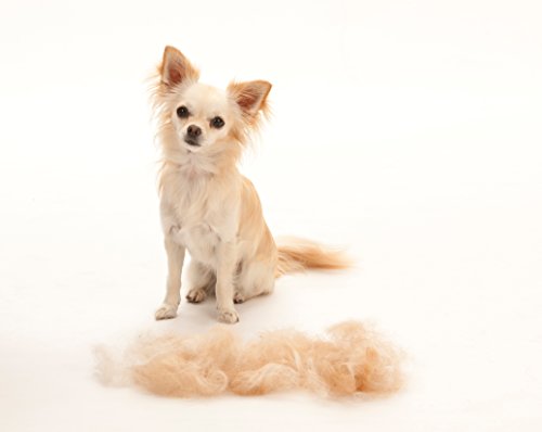Herramienta de muda para perros muy pequeños de pelo corto XS