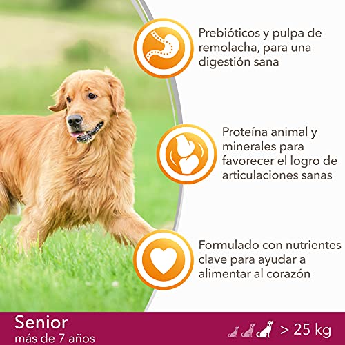 IAMS for Vitality Alimento seco para perros de edad avanzada (más de 7 años) de raza grande con pollo fresco, 12 kg