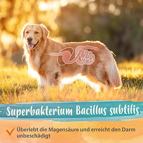 Ida Plus Darmbiotic - bacterias intestinales sanas - probióticos para la Limpieza de Colon Canina - reforzar el Sistema inmunitario y regenerar la Flora intestinal - regulación de la digestión