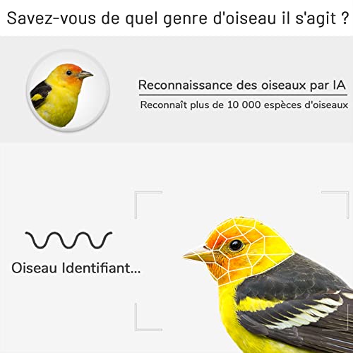 Intellectuales Comedero de pájaros, AI Recognition Identificación de pájaros (más de 10.000 especies), captura de imágenes de aves Cámara Nocturna de observación de pájaros, Base Lourde