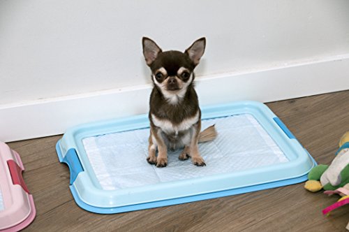 Iris Ohyama, Entrenamiento del Perro/Bandeja de la educación a la Limpieza - Pet Tray - FT-495, plástico, Azul, 49 x 36,5 x 3,2 cm