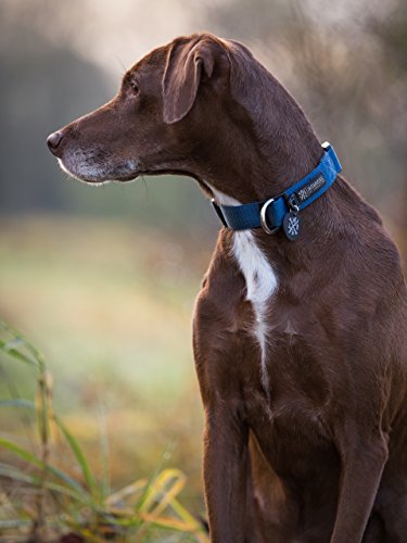 Jack & Russell Collar de Perro Balu - Premium Collar de Perro Estable DIV. tamaños y Colores (Circunferencia del Cuello M (35-43 cm), Azul)