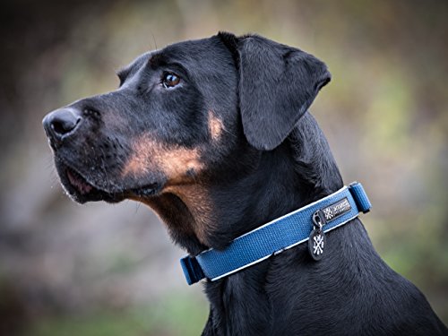 Jack & Russell Premium Collar de Perro Luna Reflectante y Neopreno Acolchado Collar de Perro Varios tamaños y Colores (Circunferencia del Cuello L (43-58 cm), Azul)