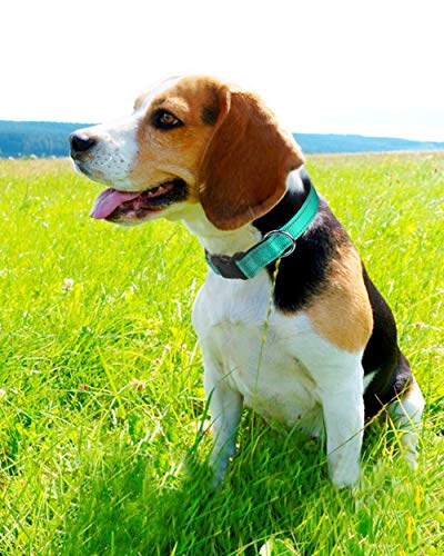 Joytale Collar Perro Reflectante,Nylon Collar Acolchado con Neopreno,Ajustable para Perros Pequeño,30-40cm,Verde Azulado