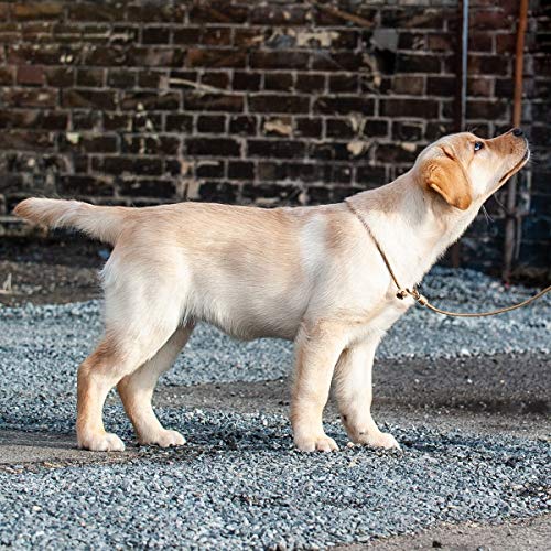 KENSONS for dogs Correa con tope para exposiciones de perros, color dorado y marrón | 4 mm de diámetro x 160 cm de longitud - Correa deportiva para exposiciones de perros