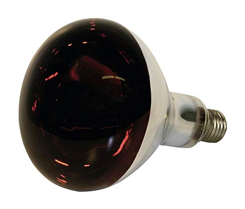Kerbl - Kit de lámpara de rayos infrarrojos calefactora de 250 W + reflector portalámparas con rejilla de protección, cadena de fijación y cable de 2,5 m