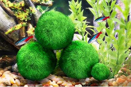 Luffy Medium Marimo Moss Balls, 1 pulgada, plantas vivas para mascotas acuáticas, bajo mantenimiento, 4 bolas por paquete