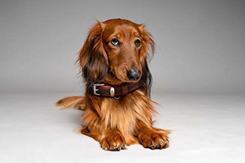 MICHUR Oleo Rojo Collar de Cuero para Perros, Cuello, marrón y un Anillo para la Placa de identificación, Cuero, Disponibles en Diferentes tamaños, 51cm