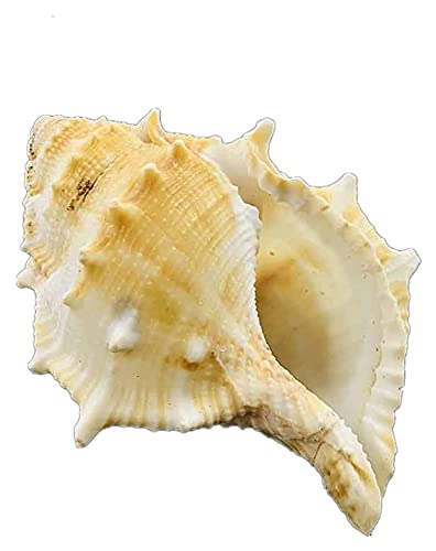 mimiliy 1 PC Conch Shell Natural SHELLE SACHEQUE EL Tanque DE Pesca ACUARIA DE Decoración de Acuario Rollo de mariscos mariscos Micro-Paisaje Espécimen