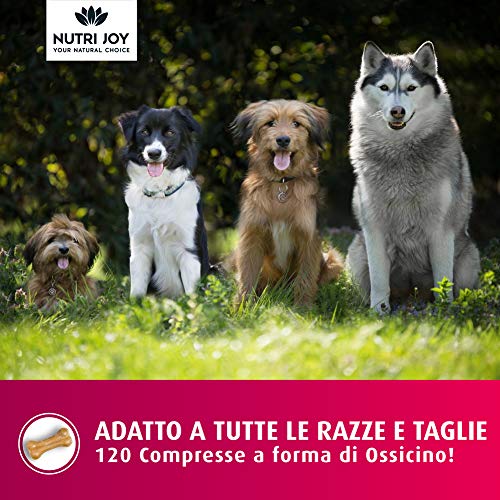 NutriJoy Suplementos para Perros Mobility + - Suplementos para Mascotas - Condroprotector Perros para Articulaciones - Curcuma para Mascotas - Tabletas Masticable