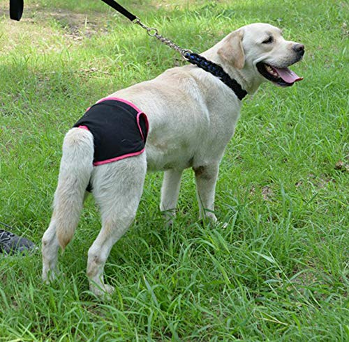 Oyccen 2 Piezas Pañales Reutilizables Pantalones Fisiológicos para Perros Pequeños Medianos y Grandes Ropa Interior Hembra Mascota Bragas Sanitarias Higiene Pañal