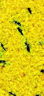 Pasta de cría amarilla para pájaros granívoros KIKI GOLDEN MOUSSE - Saco de 5 kg