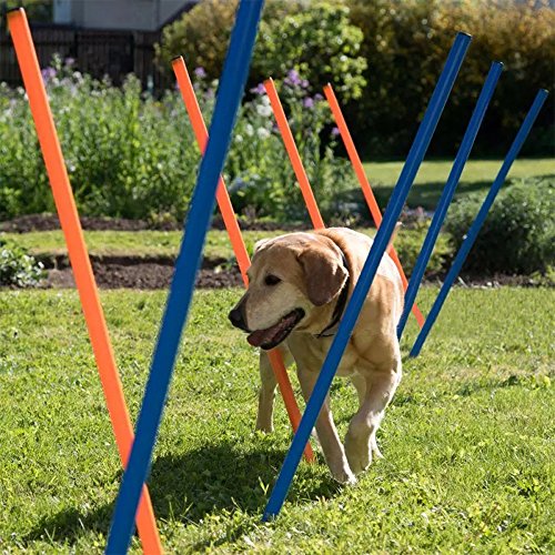 PAWISE Equipo de entrenamiento de agilidad para perros y mascotas, kit de iniciación para ejercicios al aire libre, 12 unidades/116 cm