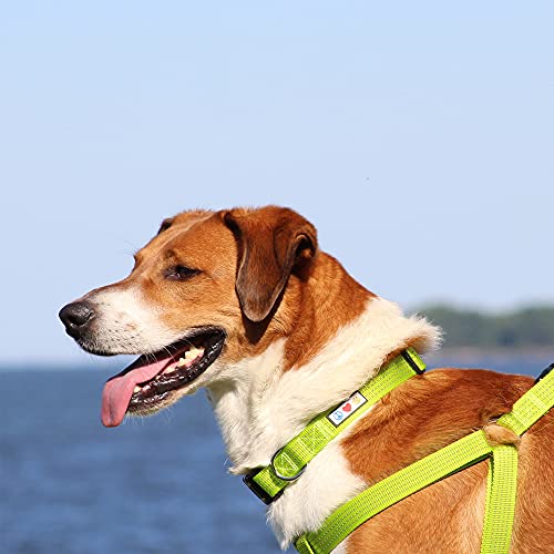Pawtitas Collares para Perros Reflectante Adaptable | Collar Perro y Cachorro Ajustable y Resistente | Collar para Perros Ideal para Entrenamiento | Collar para Perro Color Naranja - Extra Pequeño