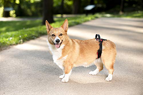 PetSafe Arnés de soporte trasero CareLift - Elevación con un asa y una correa para el hombro - Para perros discapacitados o ancianos - Material transpirable y cómodo - Ajuste fácil - Perro mediano