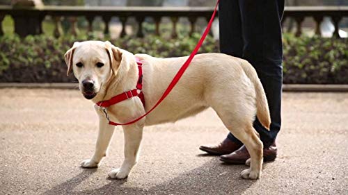PetSafe Easy Walk Arnés para Perros pequeños/medianos/Grandes, pequeño, Rojo, 1,8 m de Plomo