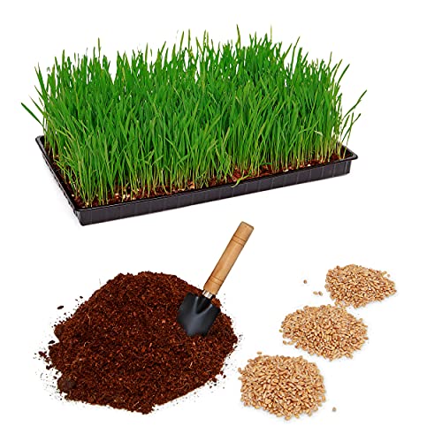 Pfotenolymp® Juego de plantas de hierba para gatos con cuenco de plástico – Cuenco de hierba para gatos – Juego de plantas listo con semillas y tierra – DIY – tierra de coco