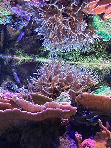 Seachem - Sal para acuarios Vibrant Sea Reef Aquarium 6,2 kg/60 GAL