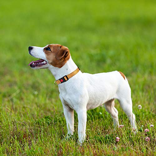 Taglory Collar Perro, Collar Nylon Reflectante Neopreno Forrado Ajustable para Perros Pequeños, Marrón