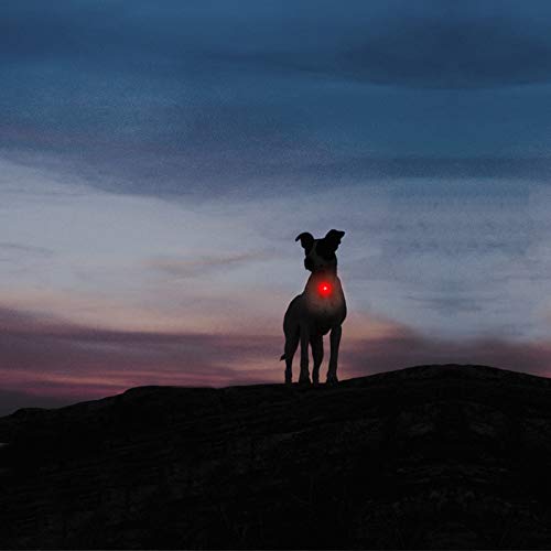 Taglory Luz LED Collares para Perro Clip-on, Luces de Seguridad Coloridas para Perros y Gatos, Collar Luminoso Perro Luz Impermeable, Colgante Perro Luz LED Noche(4 Baterías Adicionales), Rojo