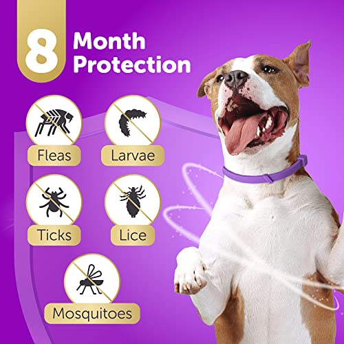 toldi Tratamiento contra Las pulgas en Perros - Collar antiparasitario Perros Regulable - 8 Meses de protección contra pulgas y garrapatas - Collar Perro pequeño, Mediano y Grande - Morado